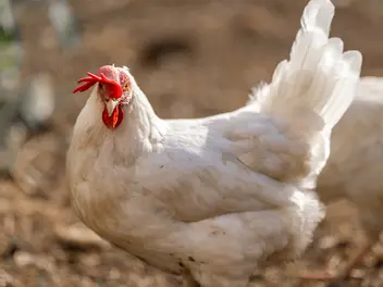 Ein weißes Huhn im Freien