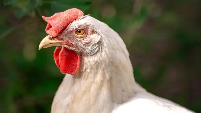 Nahaufnahme von einem weißen Huhn im Freien.