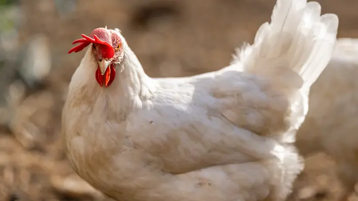 Ein weißes Huhn im Freien