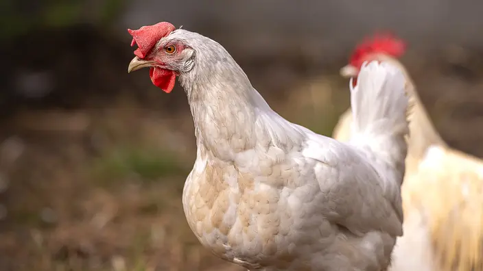 Zwei Hühner laufen über Erde